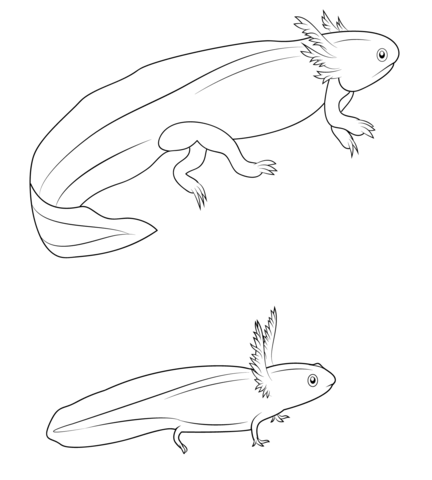 Salamander Larvae Coloring Page